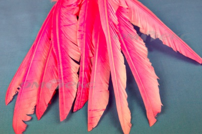 Декоративный Пучок из перьев, перо 25см/розовый - купить в Копейске. Цена: 14.40 руб.